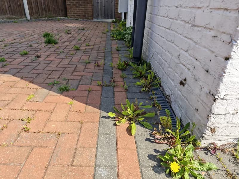 Weeds growing through block paving beside a property before cleaning